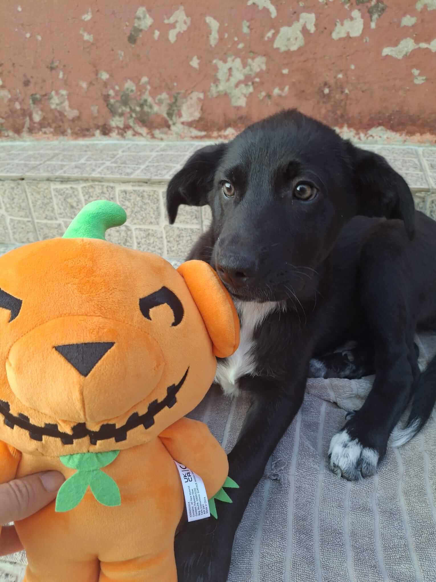 deddy-bears-giveaway-1