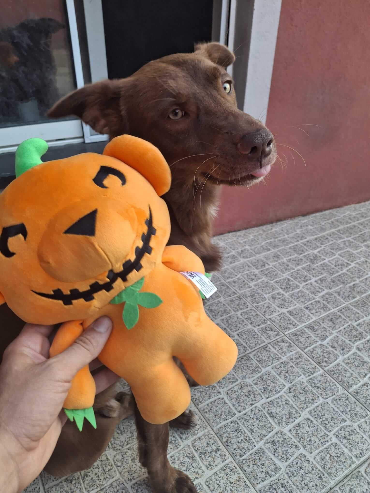 deddy-bears-giveaway-2